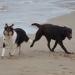RuneundDavisvonderZauberschmiedeimHundeurlaub