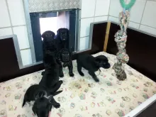 Labradorwelpen von Tine, 4,5 Wochen alt.