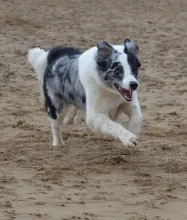 Eddy am Strand