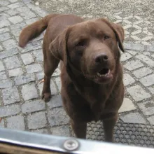 Frisco, unser Deckrüde in der Zauberschmiede