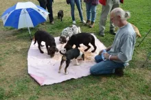 Gemeinsam fressen ist für Hundekinder nicht selbstverständlich.