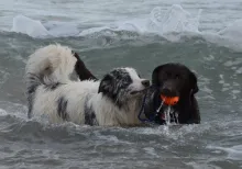 Rune und Murphy in ihrem Element
