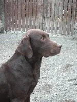 Labrador Dora vom Birkenweg