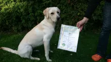 Polly von der Zauberschmiede am 25.09.2015 Hessensieger beim IRJGV