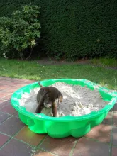 Iden von der Zauberschmiede mit ca. 10 Wochen
