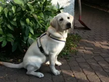 Juna von der Zauberschmiede fast 6 Monate alt.