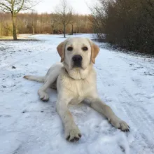 Spencer von der Zauberschmiede. (gut 6 Monate alt) 