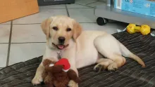 Sally von der Zauberschmiede, ca 11 Wochen alt.