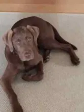 Quinn-Henri