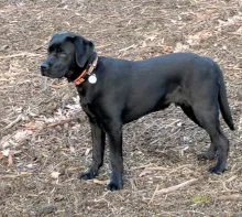Wilson-Neo von der Zauberschmiede (9 Monate alt)
