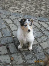 Hündin Enja, blue merle