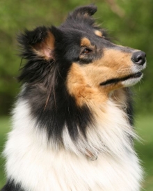 Collie Hündin Joy