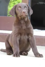 Leopold von der Zauberschmiede mit 8,5 Wochen im neuen Heim.