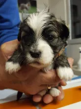 Rüde