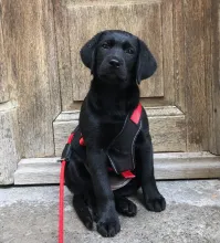 Schwarze Sunny von der Zauberschmiede