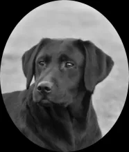 Labrador Hündin Tilly von der Zauberschmiede
