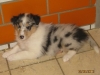 Rüdchen blue merle aus dem E-Wurf