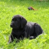 Labradorwelpe Carlo, sucht seine Familie