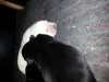 Welpen von Valeska, 6 Tage alt