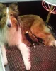 Lassie mit ihren 5 Colliekindern.