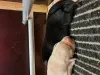 1 gelber und der einzige schwarze Welpe.