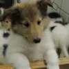 White-sable Rüde