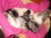 3 der blue merle Welpchen