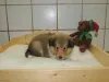 Sable Rüde 3, vergeben