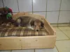 Sable Hündin, vergeben.