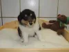 Rüdchen tricolour, (gr. Kragen) vergeben.