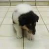 Weißer Colliebub mit tricolour Abzeichen (noch zu haben)