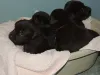 Die 4 Mädels aus dem I-Wurf