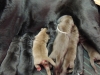 Labradorwelpen von Tilly und Avi, 1 Tag alt