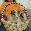 Die 2 blue merle Bübchen 