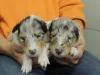 2 blue Mädels