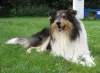 Collie Fellow