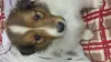 Colliewelpe, Rüde sable. Gut 4 Wochen alt.