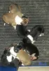 Colliewelpen mit 5 Tagen. 