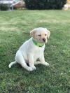 Lucky-Rocky von der Zauberschmiede