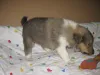 Sable Rüdchen 1
