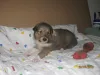 Sable Rüde 2