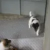 Ein weißes Bübchen im Auslauf.