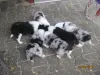 Alle 6 aus dem E-Wurf beim Fressen.