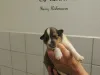 Rüde, 9 Tage alt