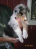 Blue merle Rüdchen (frei)