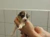 Rüde, 9 Tage alt