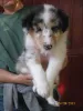 Blue merle Rüdchen (frei)