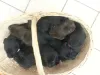 Labradorwelpen von unserer Tine