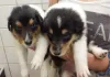  Colliewelpen, gut 3 Wochen alt.  2 Mädels